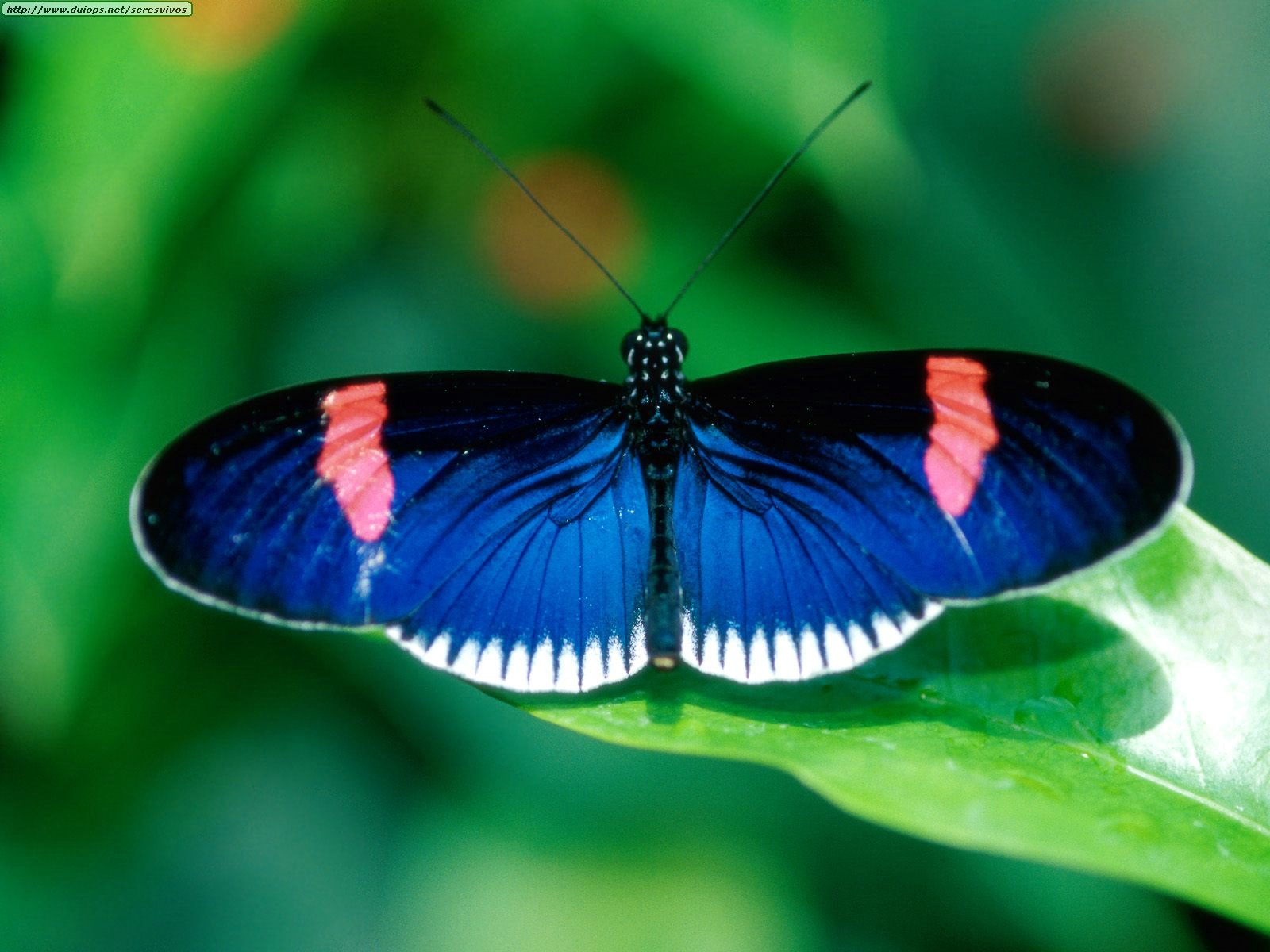Fotografias de mariposas varias - Taringa!